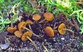 Alnicola macrospora-amf1349